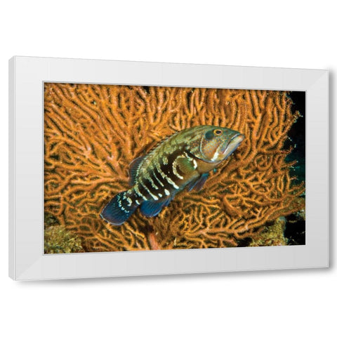 Fish I White Modern Wood Framed Art Print by Peterson, Lee