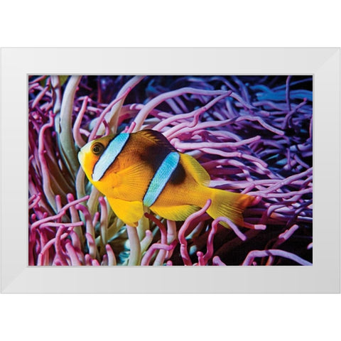 Fish II White Modern Wood Framed Art Print by Peterson, Lee