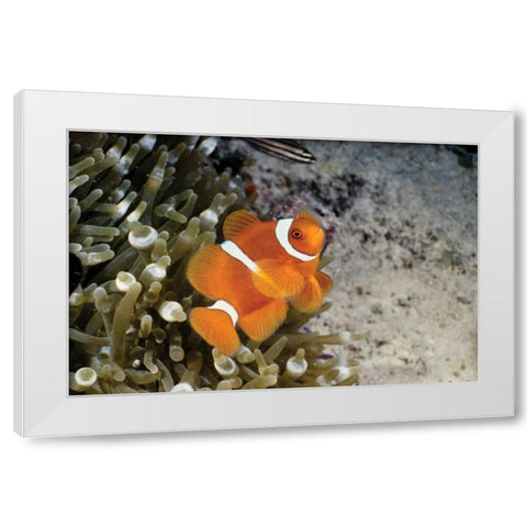 Fish IV White Modern Wood Framed Art Print by Peterson, Lee