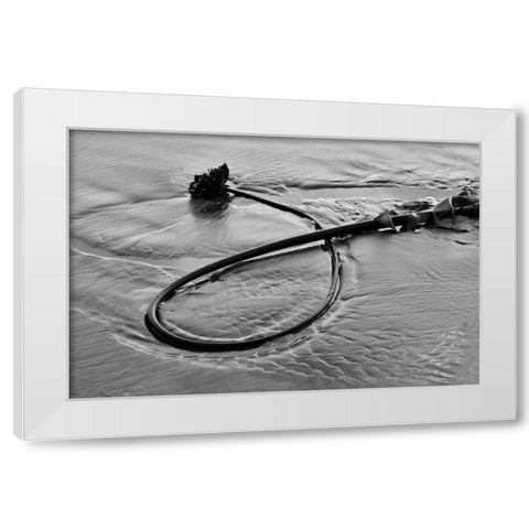 Seaweed White Modern Wood Framed Art Print by Peterson, Lee