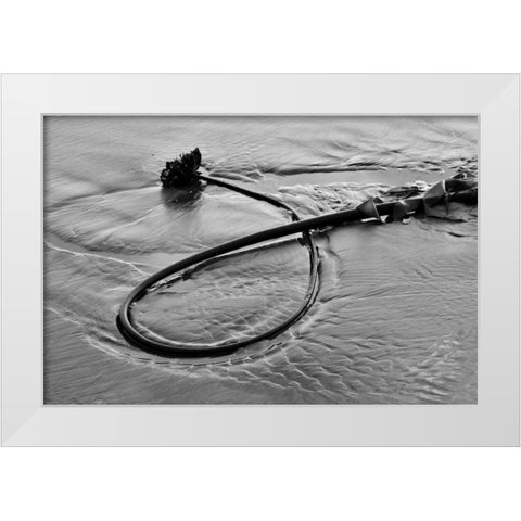 Seaweed White Modern Wood Framed Art Print by Peterson, Lee