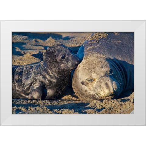 Elephant Seals I White Modern Wood Framed Art Print by Peterson, Lee