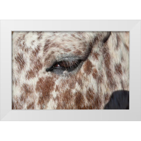 Horse Up Close I White Modern Wood Framed Art Print by Peterson, Lee