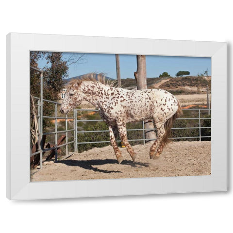 Happy Horse I White Modern Wood Framed Art Print by Peterson, Lee