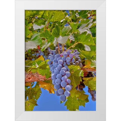 Cougar Winery Grapes II White Modern Wood Framed Art Print by Peterson, Lee