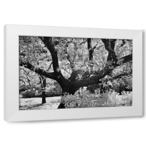 Cayucos I White Modern Wood Framed Art Print by Peterson, Lee