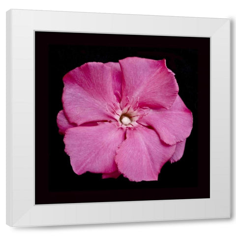 Pink Flower White Modern Wood Framed Art Print by Peterson, Lee