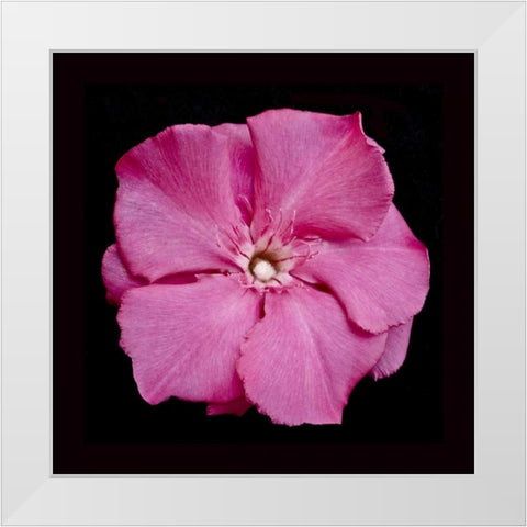 Pink Flower White Modern Wood Framed Art Print by Peterson, Lee
