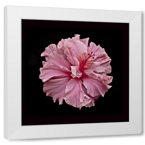 Pink Hibiscus White Modern Wood Framed Art Print by Peterson, Lee