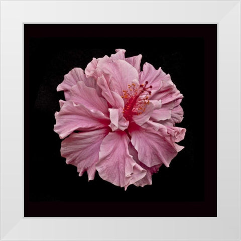 Pink Hibiscus White Modern Wood Framed Art Print by Peterson, Lee