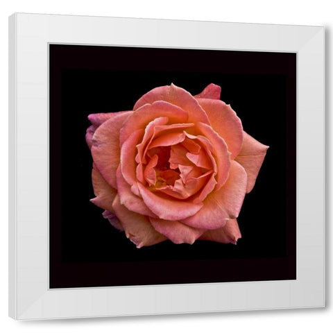 Peach Rose White Modern Wood Framed Art Print by Peterson, Lee