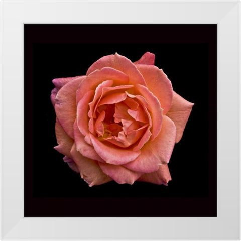 Peach Rose White Modern Wood Framed Art Print by Peterson, Lee