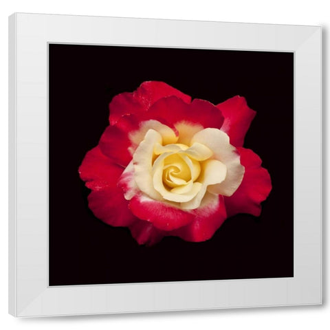 Red and White Rose White Modern Wood Framed Art Print by Peterson, Lee