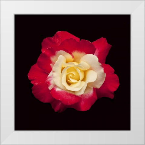 Red and White Rose White Modern Wood Framed Art Print by Peterson, Lee