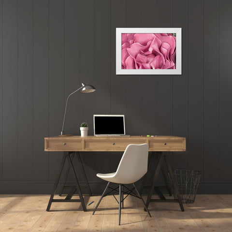 Rose Up Close II White Modern Wood Framed Art Print by Peterson, Lee