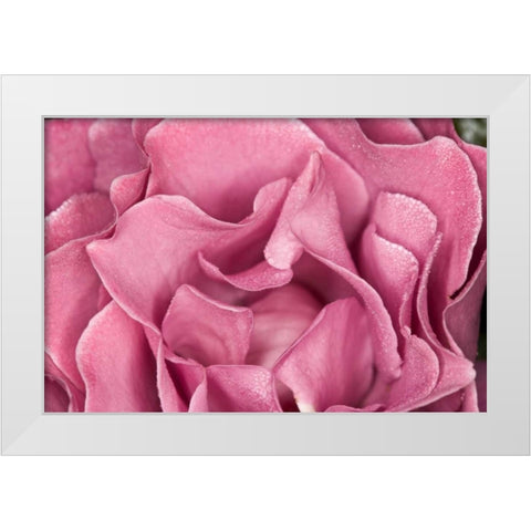 Rose Up Close II White Modern Wood Framed Art Print by Peterson, Lee
