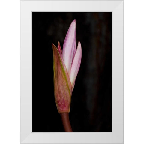 Pink Bloom White Modern Wood Framed Art Print by Peterson, Lee