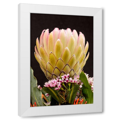 Protea Artistata White Modern Wood Framed Art Print by Peterson, Lee