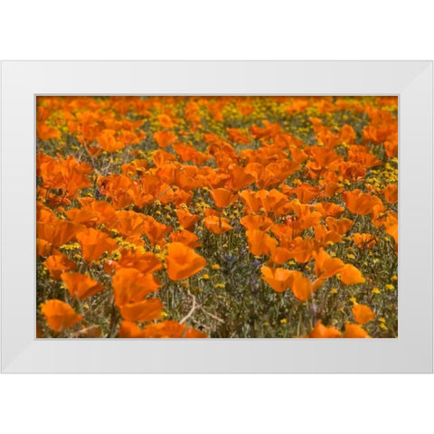 California Poppies I White Modern Wood Framed Art Print by Peterson, Lee