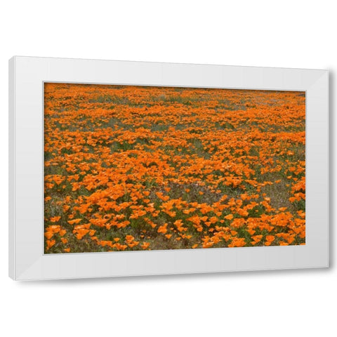 California Poppies II White Modern Wood Framed Art Print by Peterson, Lee