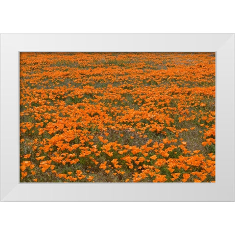 California Poppies II White Modern Wood Framed Art Print by Peterson, Lee
