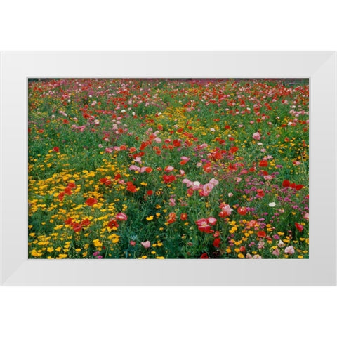 Wildflower Field White Modern Wood Framed Art Print by Peterson, Lee