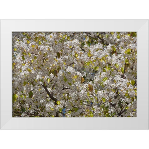 Tree Blossoms I White Modern Wood Framed Art Print by Peterson, Lee