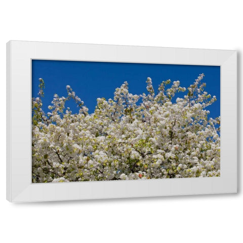 Tree Blossoms II White Modern Wood Framed Art Print by Peterson, Lee