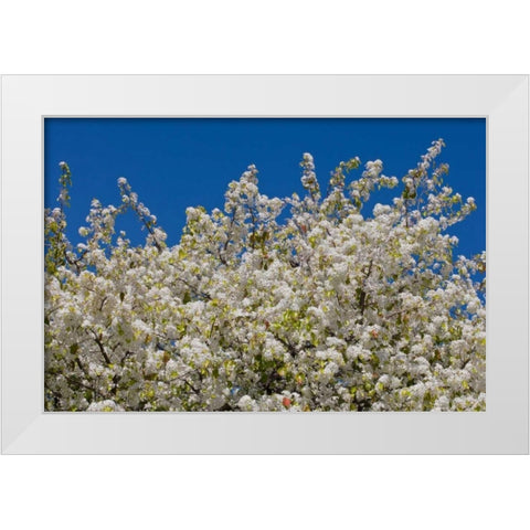 Tree Blossoms II White Modern Wood Framed Art Print by Peterson, Lee