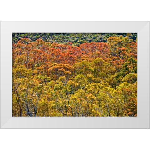 Colorful Trees White Modern Wood Framed Art Print by Peterson, Lee