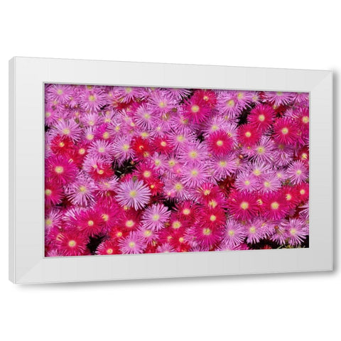 Pink Ice Flowers White Modern Wood Framed Art Print by Peterson, Lee