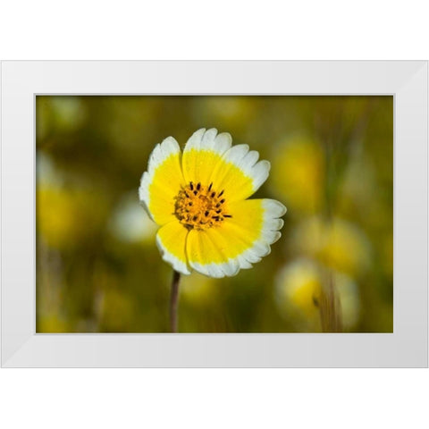 Yellow and White II White Modern Wood Framed Art Print by Peterson, Lee