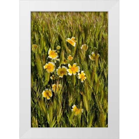 Yellow and White III White Modern Wood Framed Art Print by Peterson, Lee
