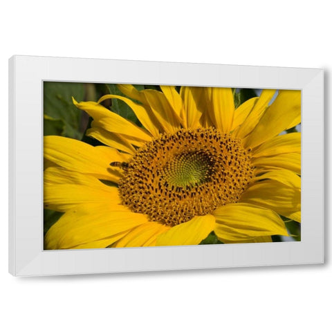 Sunflower I White Modern Wood Framed Art Print by Peterson, Lee