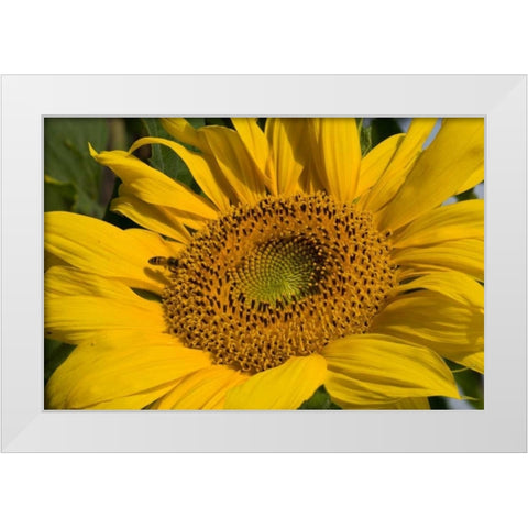 Sunflower I White Modern Wood Framed Art Print by Peterson, Lee