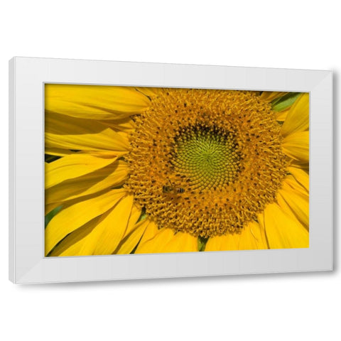 Sunflower II White Modern Wood Framed Art Print by Peterson, Lee