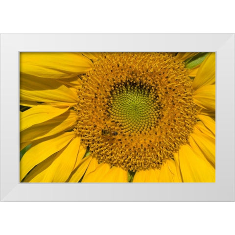 Sunflower II White Modern Wood Framed Art Print by Peterson, Lee