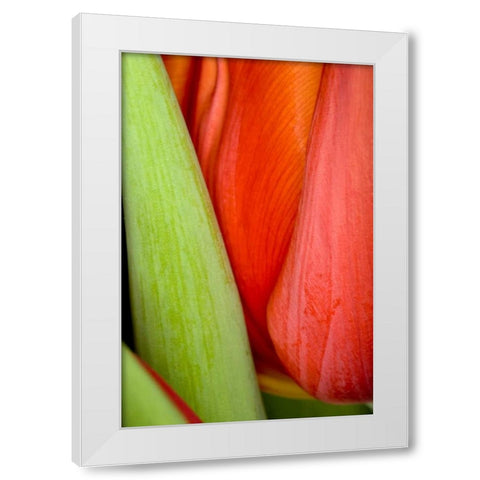 Tulip Detail I White Modern Wood Framed Art Print by Peterson, Lee