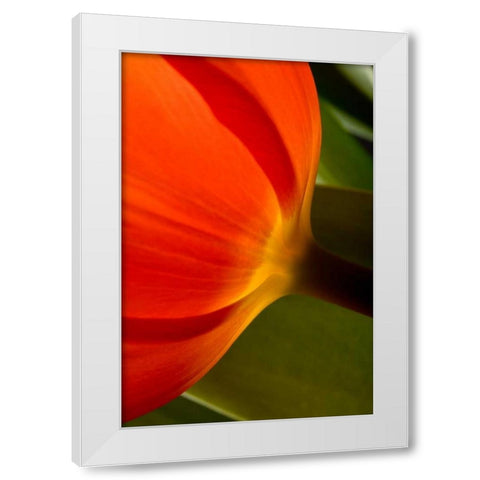 Tulip Detail II White Modern Wood Framed Art Print by Peterson, Lee