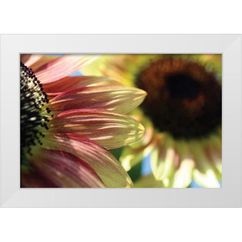 Sunflower II White Modern Wood Framed Art Print by Putman, Tammy