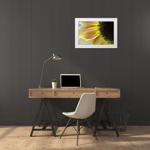 Sunflower III White Modern Wood Framed Art Print by Putman, Tammy