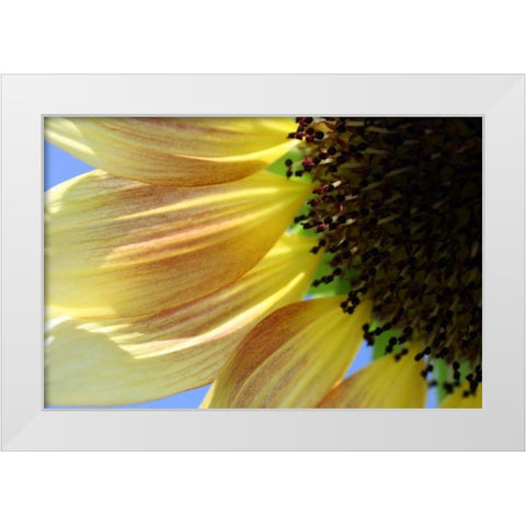 Sunflower III White Modern Wood Framed Art Print by Putman, Tammy
