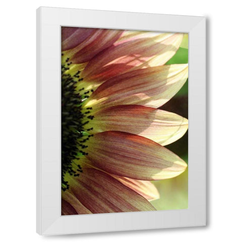 Sunflower IV White Modern Wood Framed Art Print by Putman, Tammy