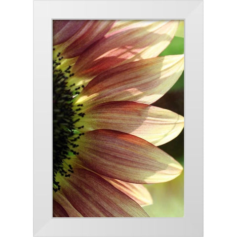 Sunflower IV White Modern Wood Framed Art Print by Putman, Tammy