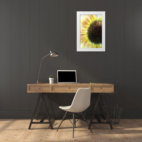 Sunflower VI White Modern Wood Framed Art Print by Putman, Tammy