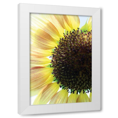 Sunflower VI White Modern Wood Framed Art Print by Putman, Tammy