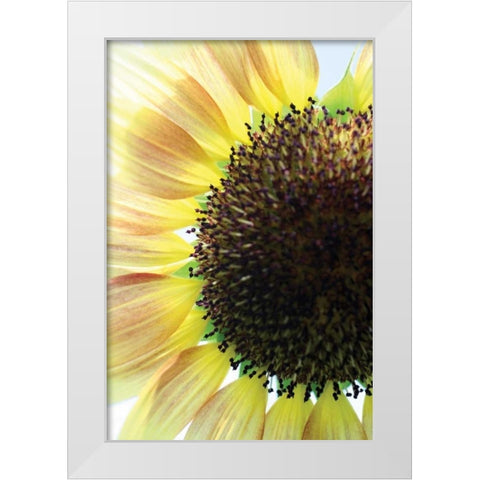 Sunflower VI White Modern Wood Framed Art Print by Putman, Tammy