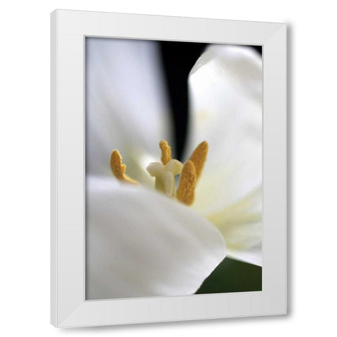 White Tulip White Modern Wood Framed Art Print by Putman, Tammy
