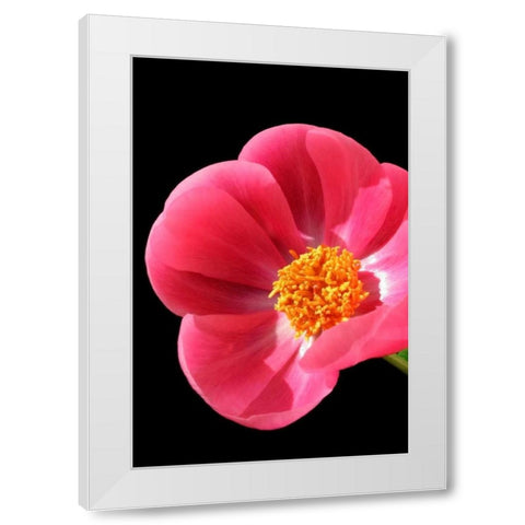 Pink Peony I White Modern Wood Framed Art Print by Putman, Tammy
