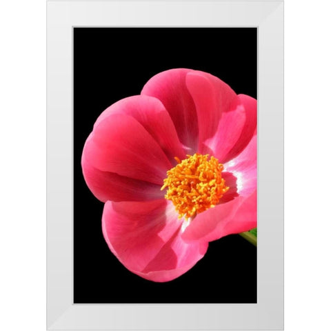 Pink Peony I White Modern Wood Framed Art Print by Putman, Tammy